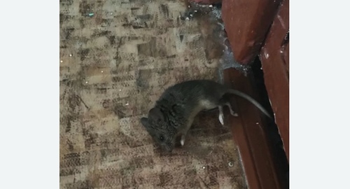 Дезинфекция от мышей в Ачинске