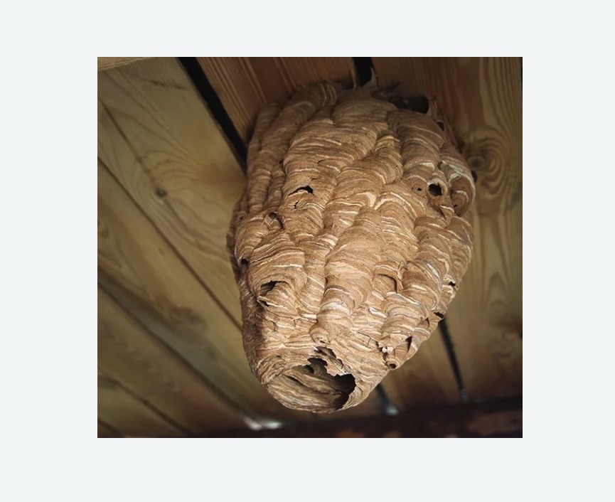 обработка от шершней в Ачинске