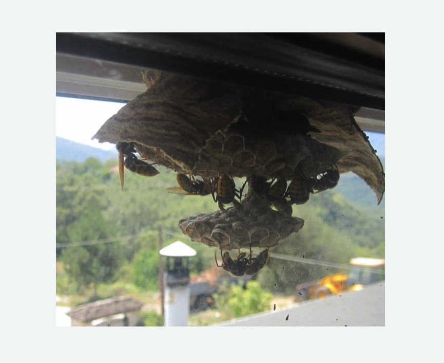 Уничтожение гнёзд шершней в Ачинске