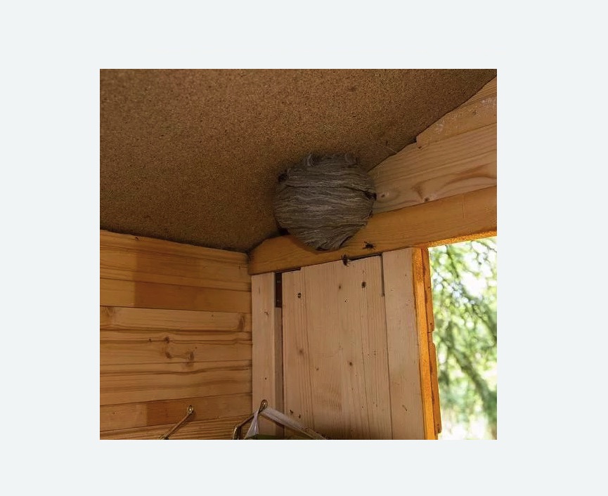 Обработка от ос в Ачинске Обработка от ос