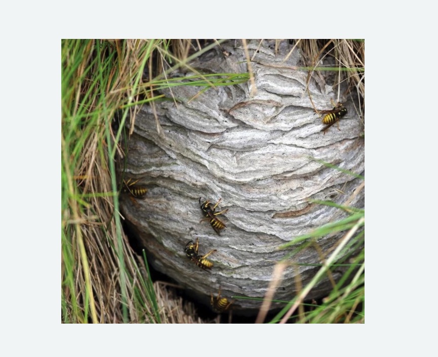 Уничтожение ос и ульев Уничтожение ос и ульев в Ачинске